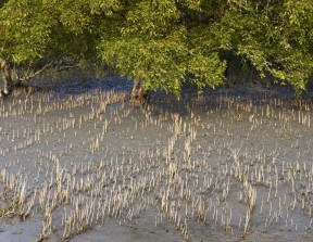 Mangrove Of Sundarban