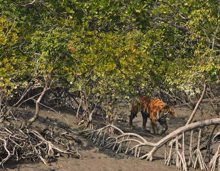 Mangrove Of Sundarban