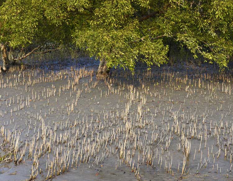 Mangrove of Sundarban
