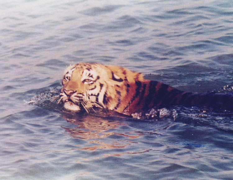 Royal Bengal Tiger