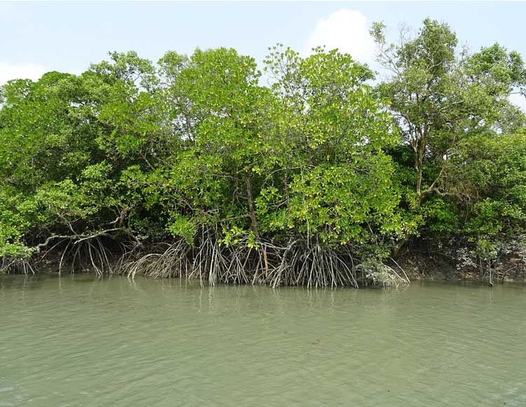 Mangrove of Sundarban