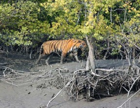 Royal Bengal Tiger